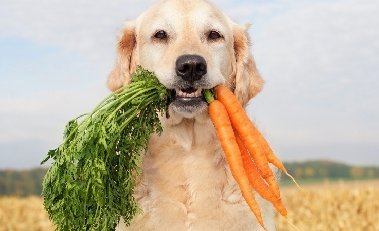 Köpek Beslenmesini Değiştirmek İklim Etkisinde İnsanlardan Daha Fazla Fark Yaratabilir