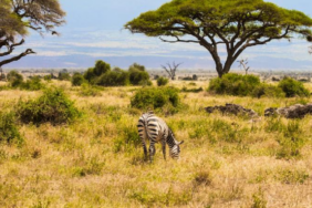 Kenya Savanında Büyük Otçulların 18 Yıllık Yokluğu Ağaç Yapısını Kalıcı Olarak Değiştirdi